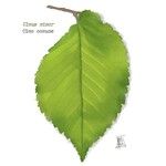 Ulmus minor List