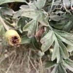 Crataegus laciniata Ffrwyth