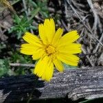 Hieracium cerdanum Květ