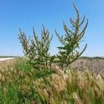 Rumex palustris Buveinė