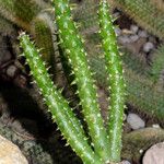 Tephrocactus verschaffeltii Blatt