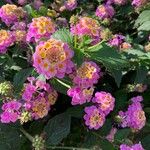 Lantana aculeata Flors