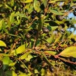 Myrtus communis Fruit