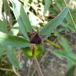 Comarum palustre برگ