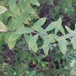 Spiraea hypericifolia Leaf