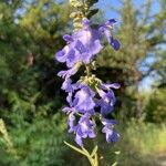 Salvia azurea 花