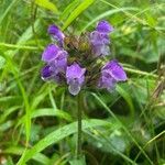 Prunella hastifolia Fula