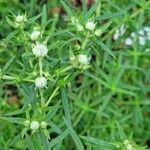 Pycnanthemum tenuifolium