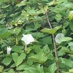 Calystegia sepiumKvět