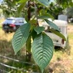 Prunus × yedoensis ᱥᱟᱠᱟᱢ