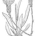 Hieracium glaucum Alia