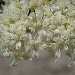 Coristospermum ferulaceum Flower