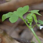 Nemophila aphylla Hábito