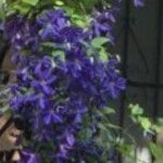 Clematis integrifoliaFlower