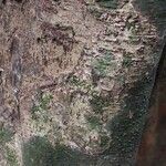 Hylodendron gabunense Corteza