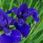 Iris sibirica Цвят