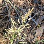 Agrostis gigantea Цвят