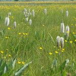 Plantago maxima Habit