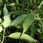 Quercus myrsinifolia Blatt