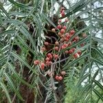 Schinus molle 果実