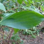 Tapeinochilos ananassae Leaf