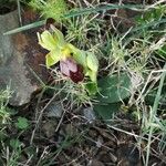 Ophrys fusca Virág