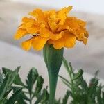 Tagetes erecta Virág