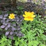 Trollius chinensis Fiore