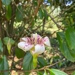 Rothmannia urcelliformis Flower