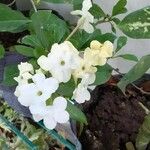 Brunfelsia americana फूल