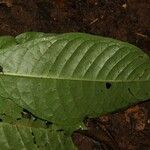 Psychotria letouzeyi Leaf