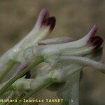 Rupicapnos africana Flower