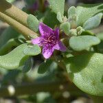 Sesuvium verrucosum Flor