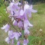 Campanula rapunculoidesFlors