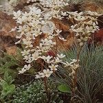 Saxifraga callosa 形态