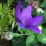 Platycodon grandiflorus Flower