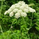 Libanotis pyrenaica 花