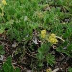 Alchemilla fissa Habitus