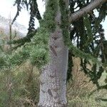 Cedrus libani Blad