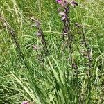 Gladiolus palustris Otro