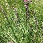 Gladiolus palustris Інше