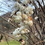 Symphoricarpos albus 果實