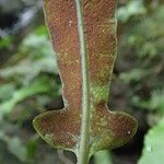 Bolbitis fluviatilis Leaf