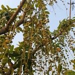 Barringtonia acutangula Fruit