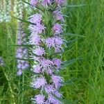 Liatris spicata 花