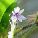 Eichhornia azurea Blüte