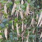 Garrya elliptica Habit