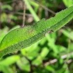 Prunella hyssopifolia Yaprak