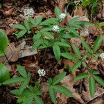 Panax trifolius Flower