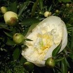 Paeonia officinalis Blomma